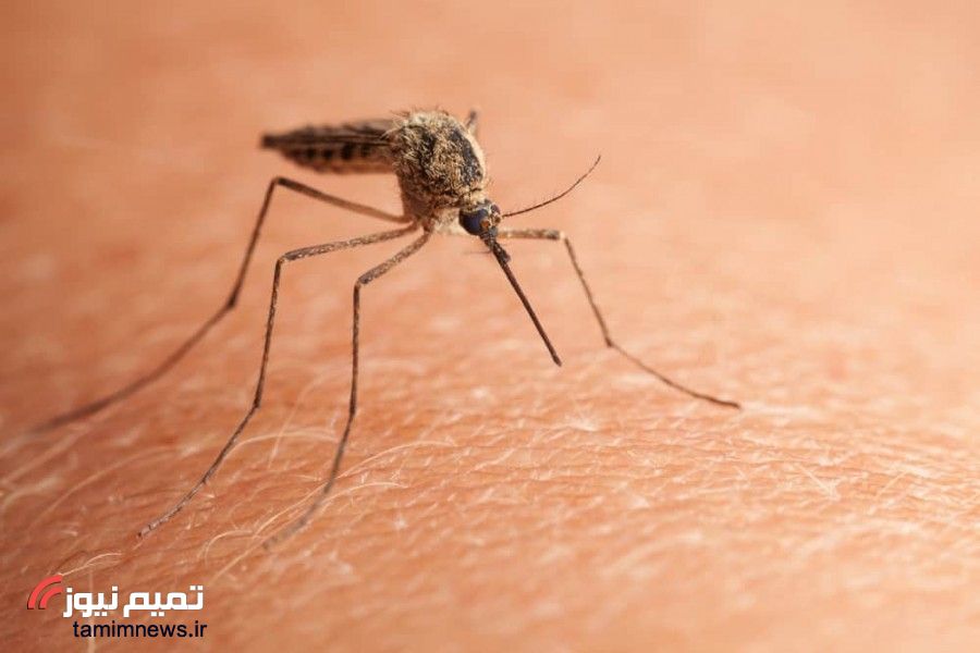 چگونه حشرات خانگی را از بین ببریم؟